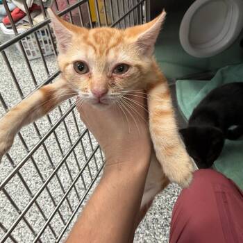 Sina -  Domestic Short Hair Cat for Adoption in Port Charlotte, Florida - Sina | PetCurious
