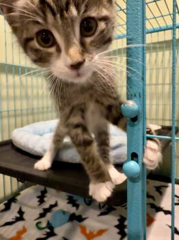 Rescue Domestic Short Hair Cats for Adoption in Trenton, New Jersey - Colorado | PetCurious