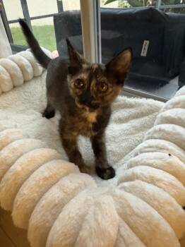 Abigail -  Domestic Short Hair Cat for Adoption in Brandon, Florida - Abigail | PetCurious