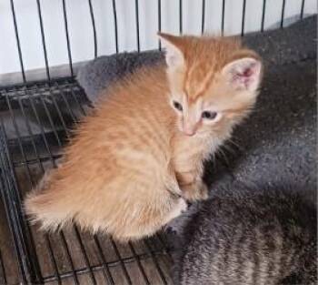 Henrick -  Domestic Short Hair Cat for Adoption in West Memphis, Arkansas - Henrick | PetCurious