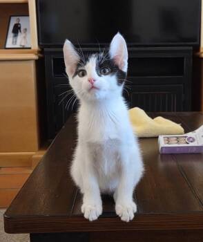 Oliver BONDED to Poe - Hocus Pocus litter -  Turkish Van Cat for Adoption in Anthem, Arizona - Oliver BONDED To Poe - Hocus Pocus Litter | PetCurious
