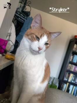 Domestic Short Hair Cats Available for Adoption - Stryker | PetCurious