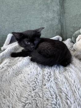 KALAMATA -  Domestic Short Hair Cat Available for Adoption in Colorado Springs, Colorado - KALAMATA | PetCurious