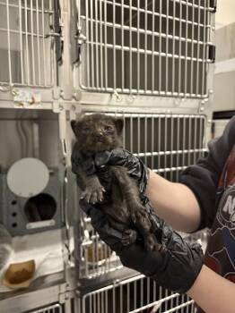 Domestic Short Hair Cats Available for Adoption in Colorado Springs, Colorado - AMY | PetCurious