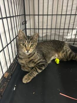 Rescue Domestic Short Hair Cats for Adoption in Byron Center, Michigan - Janelle | PetCurious