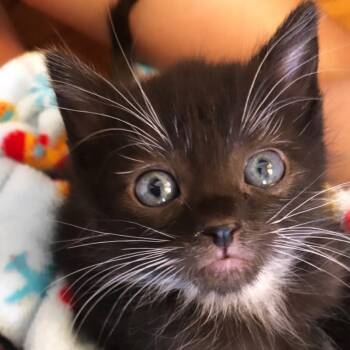 American Shorthair Cats Available for Adoption in Lakewood, California - Lucas (Nagini) | PetCurious