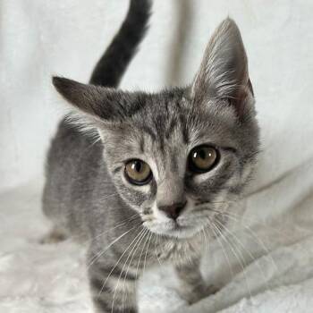 Calypso -  Domestic Short Hair Cat for Adoption in Johnson City, Tennessee - Calypso | PetCurious