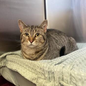 Domestic Short Hair Cats Available for Adoption in Roanoke, Virginia - Mulberry | PetCurious