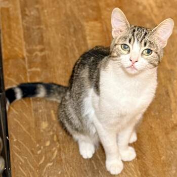 Domestic Short Hair Cats Available for Adoption in Los Angeles, California - Bibi | PetCurious