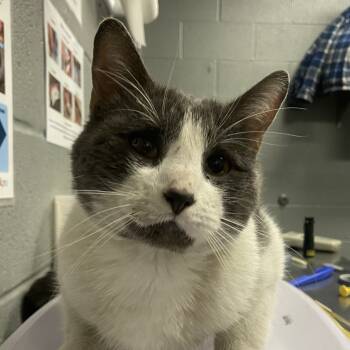 Rescue Domestic Short Hair Cats for Adoption in Allentown, Pennsylvania - Princeton | PetCurious