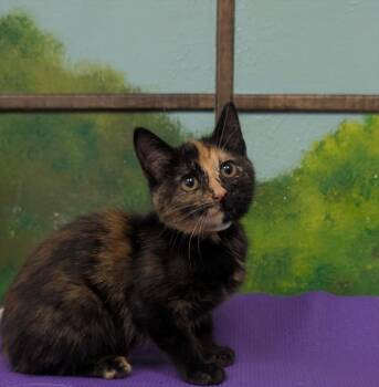 SOLEIL -  Domestic Short Hair Cat for Adoption in Houston, Texas - SOLEIL | PetCurious