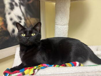 Rescue Domestic Short Hair Cats for Adoption in Mission Viejo, California - Ursa | PetCurious