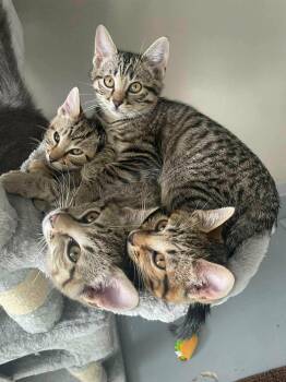 Domestic Short Hair Cats Available for Adoption in Manhattan, Kansas - Rosemary | PetCurious