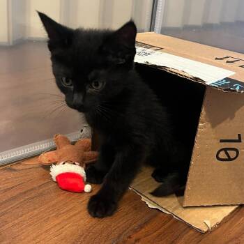 Domestic Short Hair Cats Available for Adoption in Sunnyvale, California - Brie | PetCurious