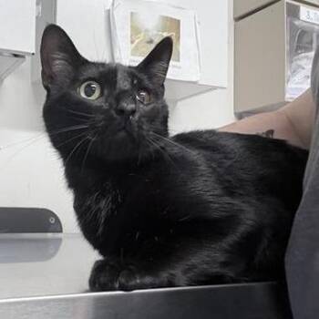 Domestic Short Hair Cats Available for Adoption in New York, New York - Buttons | PetCurious
