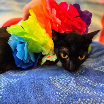 Winona -  Domestic Short Hair Cat for Adoption in Keizer, Oregon - Winona | PetCurious
