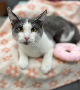 Rescue Domestic Short Hair Cats for Adoption in Estherville, Iowa - Reeves | PetCurious