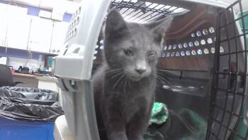 MILKY WAY -  Domestic Short Hair Cat for Adoption in Omaha, Nebraska - MILKY WAY | PetCurious