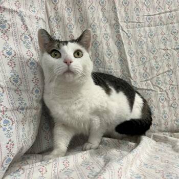 Rescue Domestic Short Hair Cats for Adoption in Lyndhurst, Virginia - Estee | PetCurious