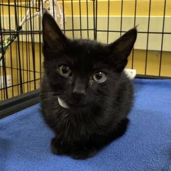 Patek Philippe -  Domestic Medium Hair Cat for Adoption in Richmond, Virginia - Patek Philippe | PetCurious