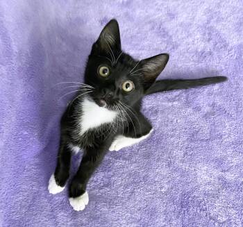 Penelope -  Domestic Short Hair Cat for Adoption in Lake Monroe, Florida - Penelope | PetCurious
