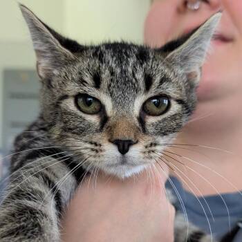 Adriana La Cerva -  Domestic Short Hair Cat for Adoption in Chapel Hill, North Carolina - Adriana La Cerva | PetCurious