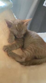 Omalley Grippin -  Domestic Short Hair Cat for Adoption in Wilmington Island, Georgia - Omalley Grippin | PetCurious