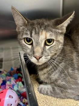 Swirls -  Domestic Short Hair Cat for Adoption in Wichita, Kansas - Swirls | PetCurious