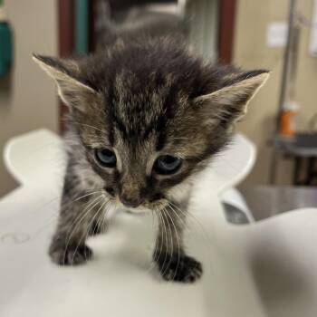 Domestic Short Hair Cats Available for Adoption in Pauls Valley, Oklahoma - Justin | PetCurious