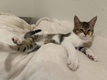 Domestic Short Hair Cats Available for Adoption - KNOX (& POPPY) | PetCurious