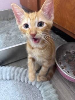 Pump Action Shotgun -  Domestic Short Hair Cat for Adoption in San Antonio, Texas - Pump Action Shotgun | PetCurious