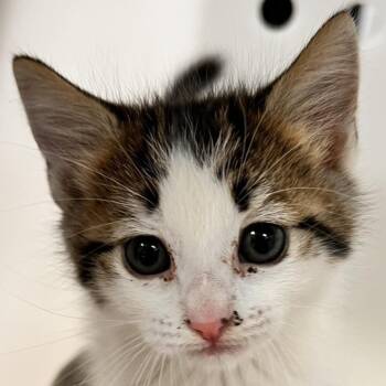 Evee -  Domestic Short Hair Cat for Adoption in Las Cruces, New Mexico - Evee | PetCurious