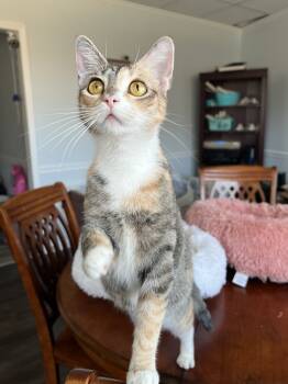Rescue Domestic Short Hair Cats for Adoption in Glen Raven, North Carolina - CARMELLA-born Jan 2022 | PetCurious