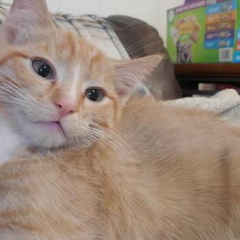 Brahma Griffin -  Domestic Short Hair Cat for Adoption in Eagle Mountain, Utah - Brahma Griffin | PetCurious