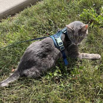 Xena - Home to Home -  Domestic Short Hair Cat for Adoption in South Elgin, Illinois - Xena - Home To Home | PetCurious