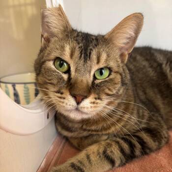 Domestic Short Hair Cats Available for Adoption - Neptune | PetCurious