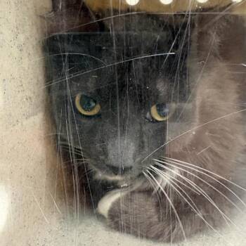 Willie -  Domestic Medium Hair Cat for Adoption in Reno, Nevada - Willie | PetCurious