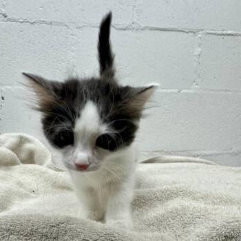 Matt Damon -  Domestic Short Hair Cat for Adoption in Brentwood, Missouri - Matt Damon | PetCurious