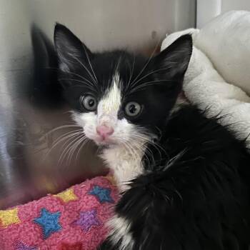 Boo -  Domestic Short Hair Cat for Adoption in Oyster Bay, New York - Boo | PetCurious