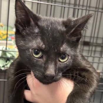 Domestic Short Hair Cats Available for Adoption - Linguine | PetCurious