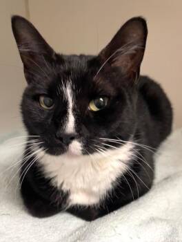 Rescue Domestic Short Hair Cats for Adoption in Norwalk, Connecticut - Winnie B. Mason | PetCurious