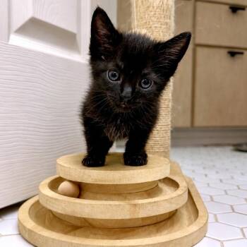 Domestic Short Hair Cats Available for Adoption in Austin, Texas - Wuvbug 7 | PetCurious