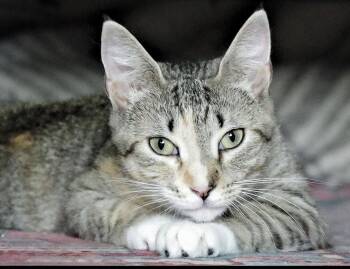 Lamb -  Domestic Short Hair Cat for Adoption - Lamb | PetCurious