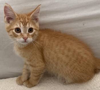 Gordon -  Domestic Short Hair Cat for Adoption in Washburn, Wisconsin - Gordon | PetCurious