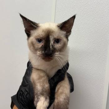 monica -  Siamese Cat for Adoption in Abilene, Texas - Monica | PetCurious