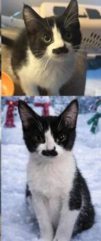 Domestic Short Hair Cats Available for Adoption - Laa-Laa | PetCurious