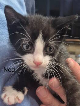 Ned -  Domestic Short Hair Cat for Adoption in The Woodlands, Texas - Ned | PetCurious