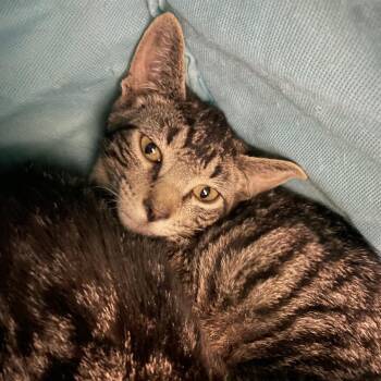 Green Bean -  Domestic Short Hair Cat for Adoption in Saint Charles, Missouri - Green Bean | PetCurious