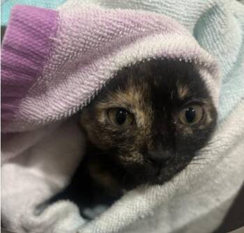 Lilo -  Domestic Short Hair Cat for Adoption in Fort Collins, Colorado - Lilo | PetCurious