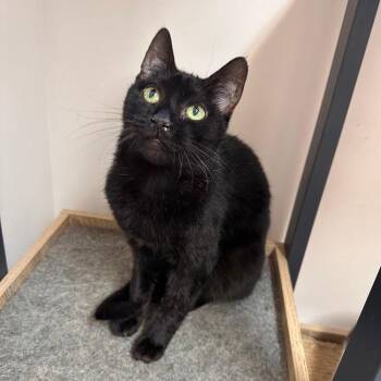 Myrtle -  Domestic Short Hair Cat for Adoption in Greensburg, Pennsylvania - Myrtle | PetCurious